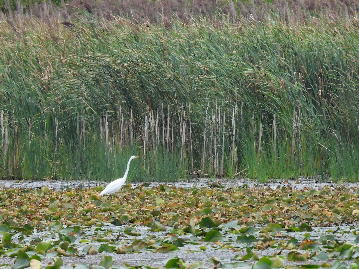 Great Egret - ML643469372