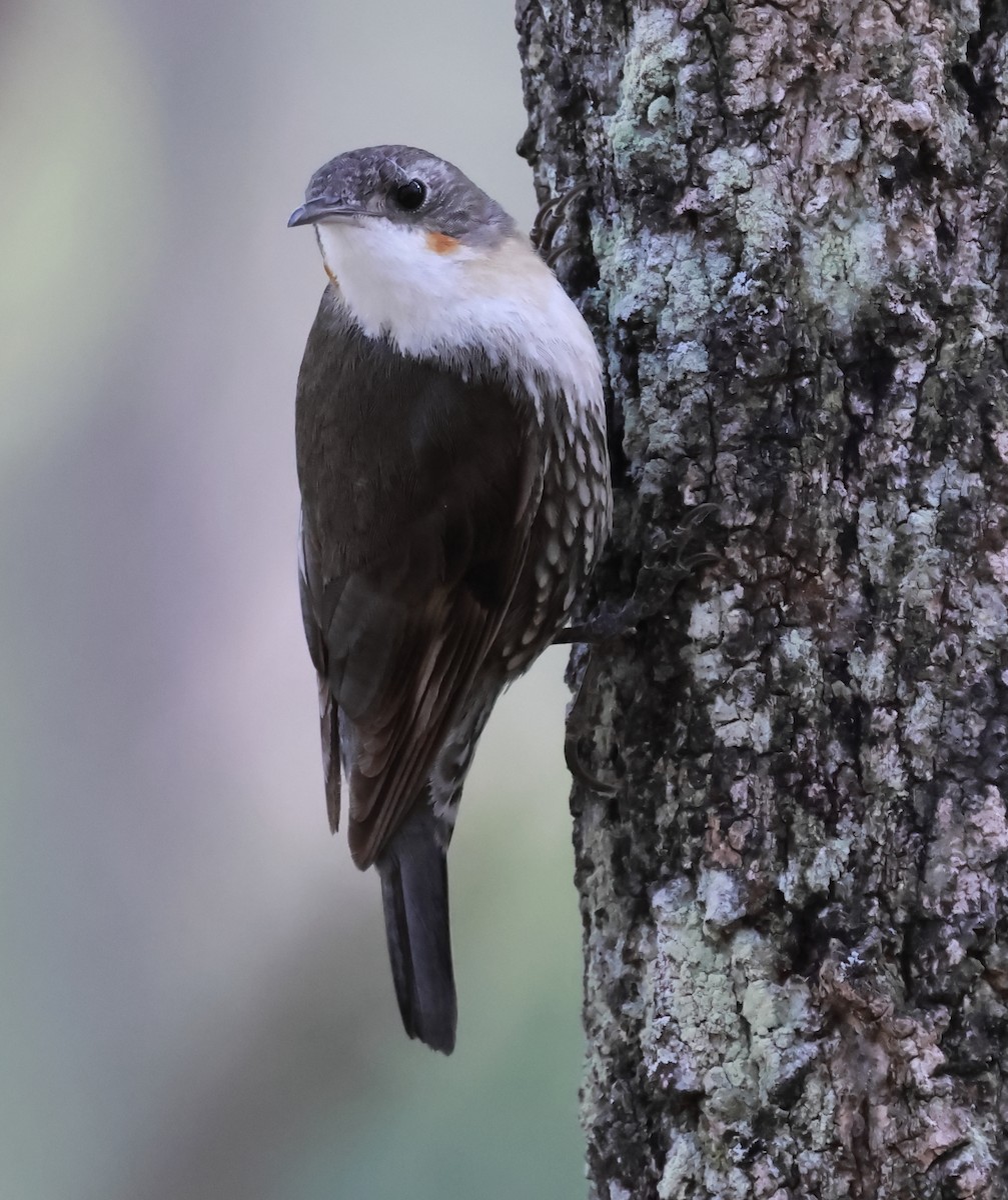 White-throated Treecreeper - ML643469376