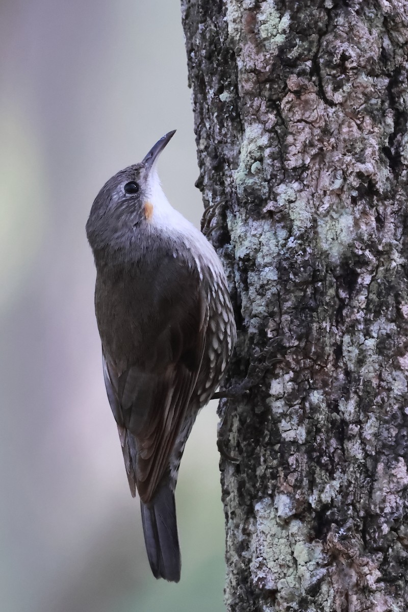 White-throated Treecreeper - ML643469377