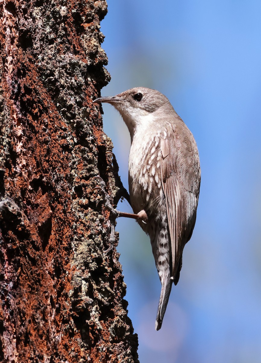White-throated Treecreeper - ML643469378