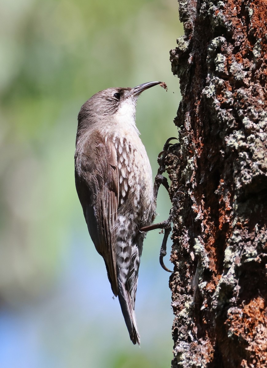 White-throated Treecreeper - ML643469379