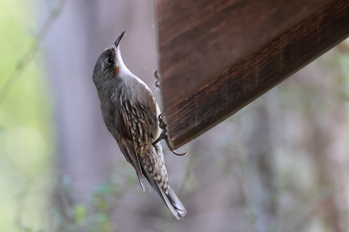 White-throated Treecreeper - ML643469380