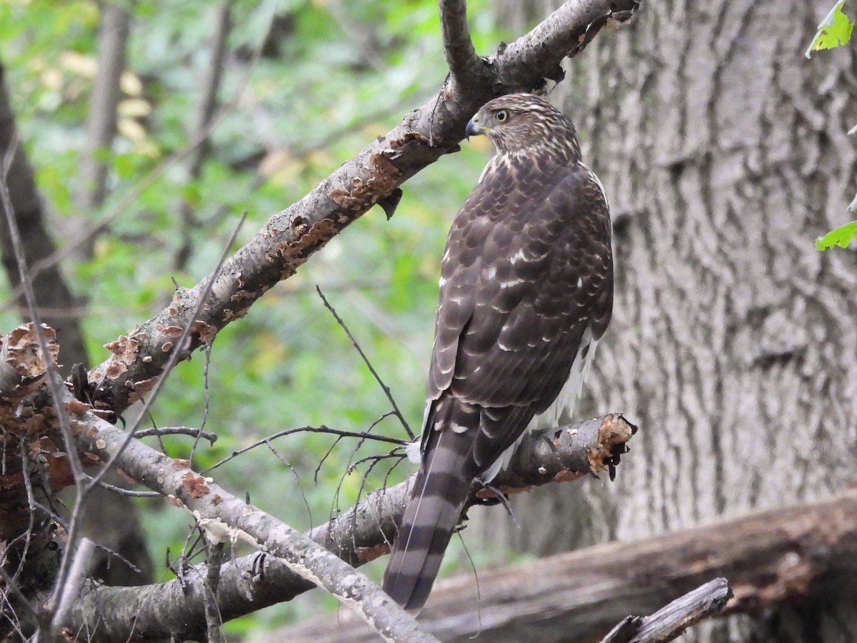 Cooper's Hawk - ML643469382