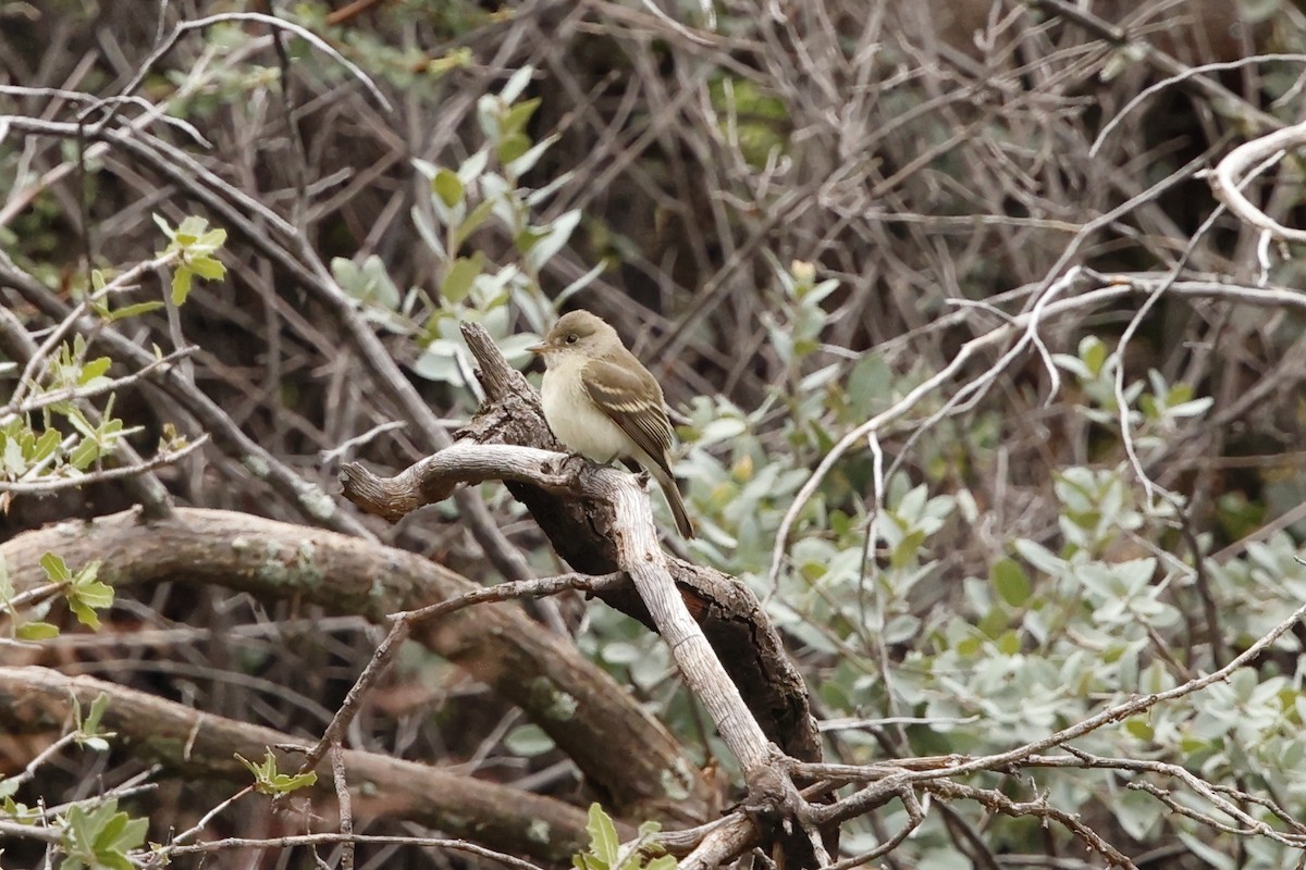 Willow Flycatcher - ML643469383