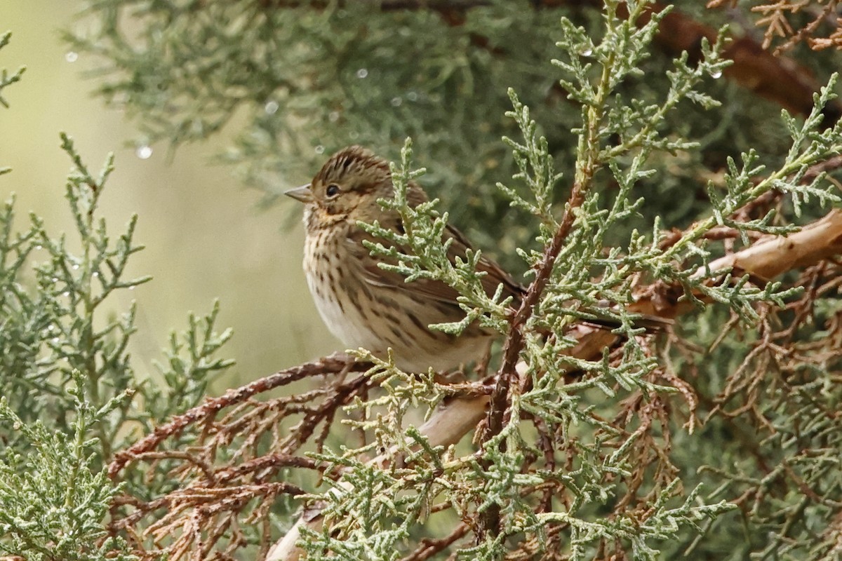 Lincoln's Sparrow - ML643469385