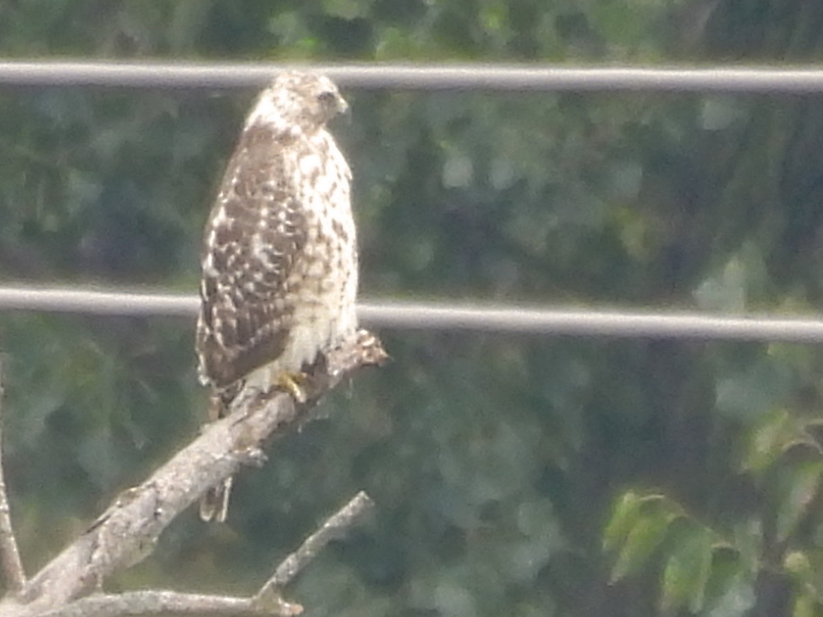 Red-shouldered Hawk - ML643469395