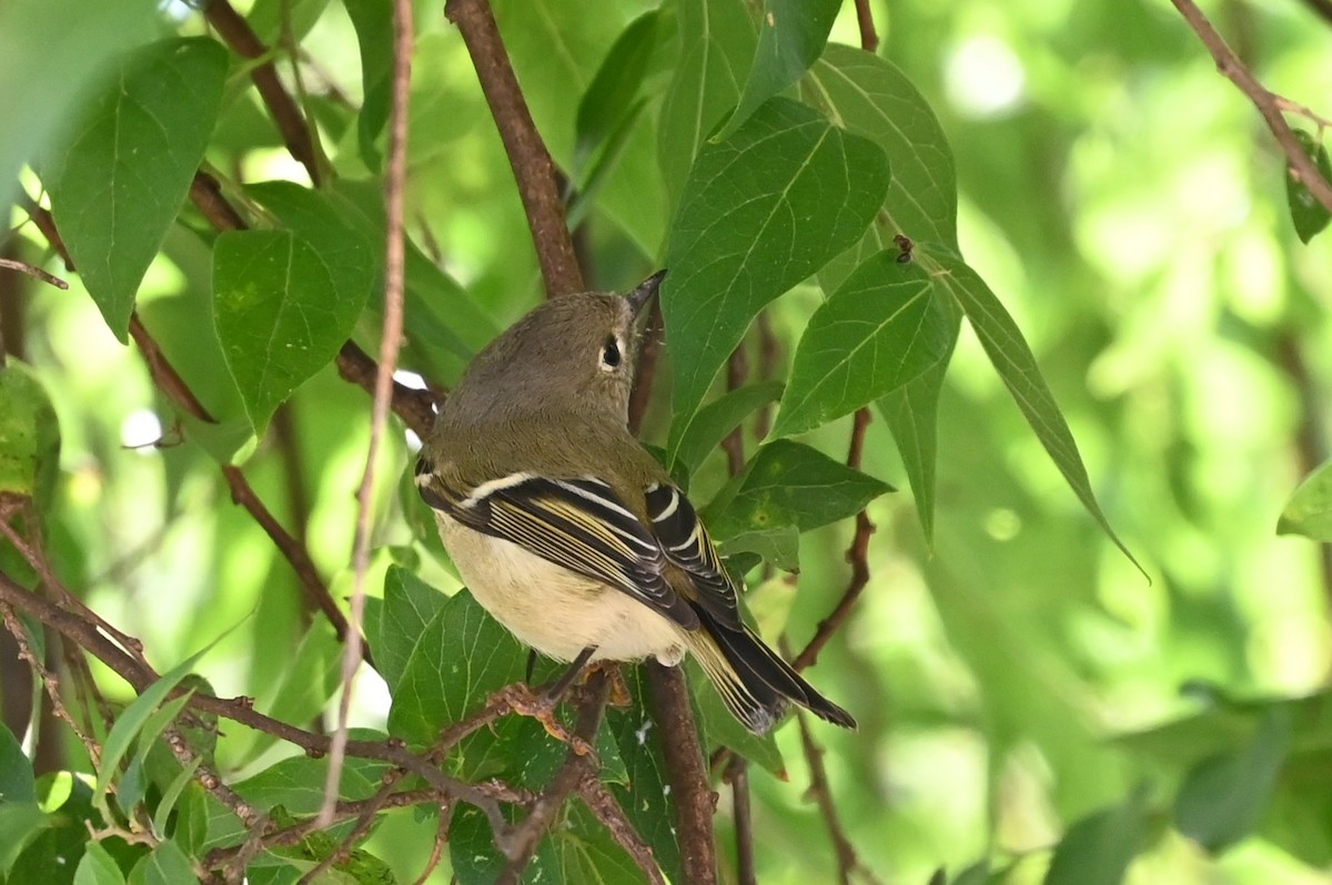 Roitelet à couronne rubis - ML643469398