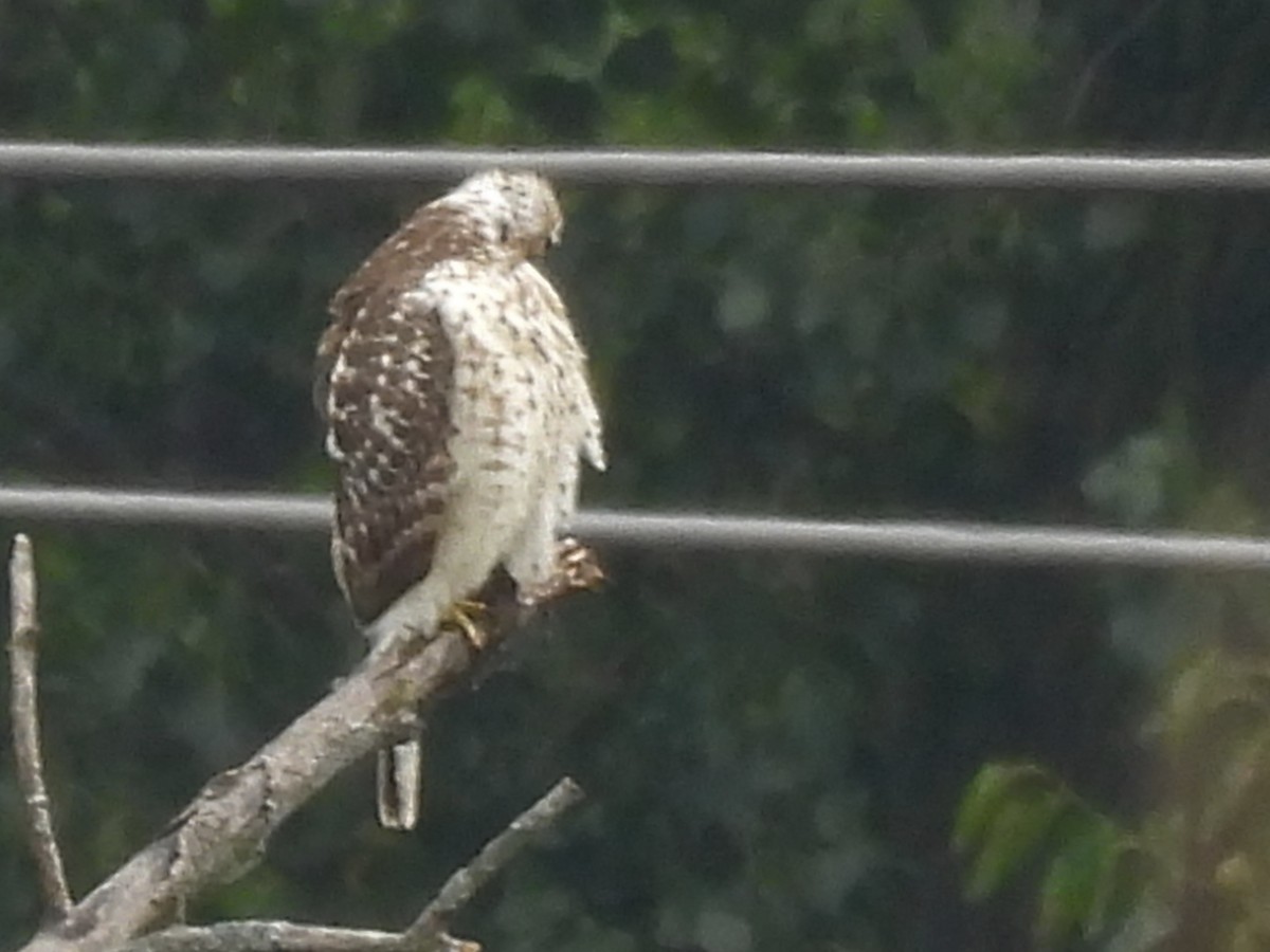 Red-shouldered Hawk - ML643469400