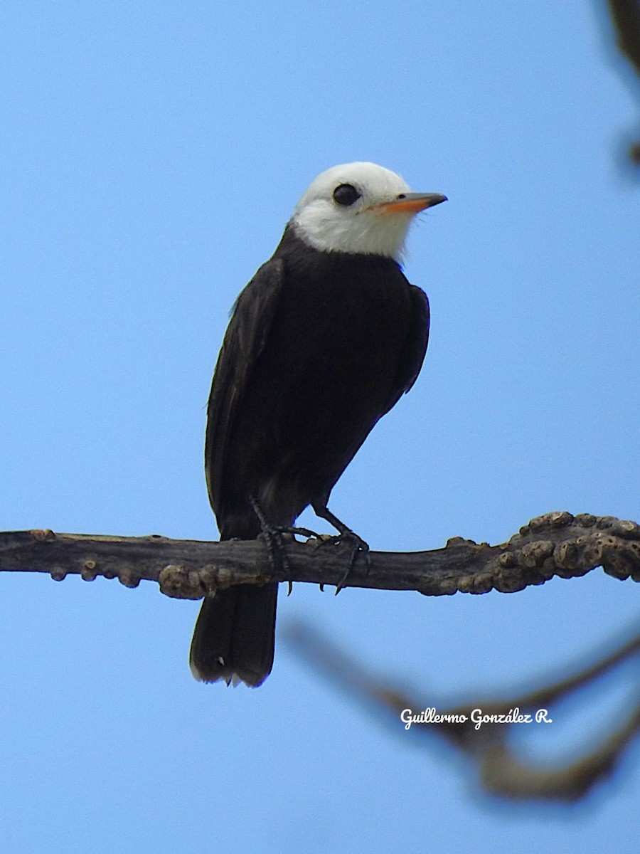 White-headed Marsh Tyrant - ML643469402