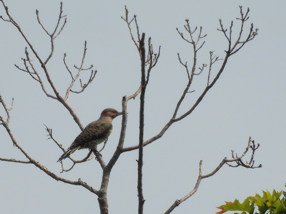 Northern Flicker - ML643469409