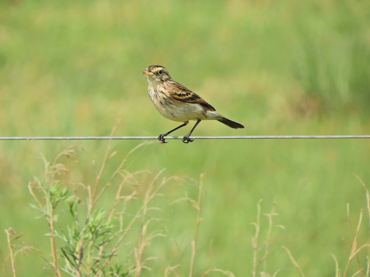 Spectacled Tyrant - ML643469410