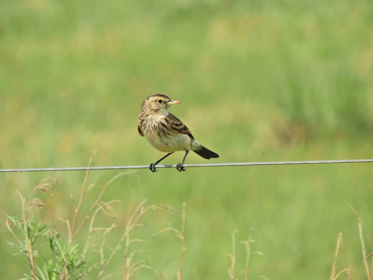 Spectacled Tyrant - ML643469412