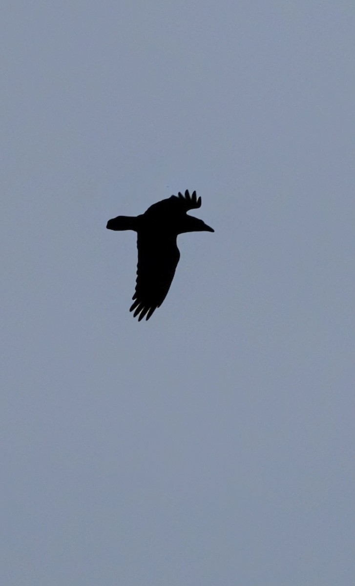 Grand Corbeau - ML643469413