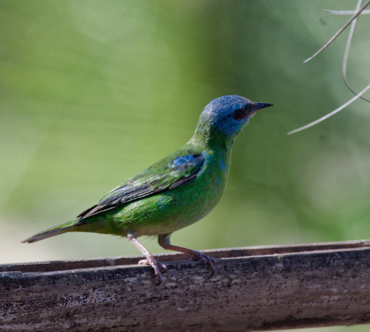 Blue Dacnis - ML643469416