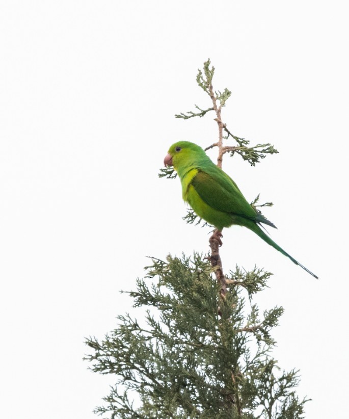 Plain Parakeet - ML643469437