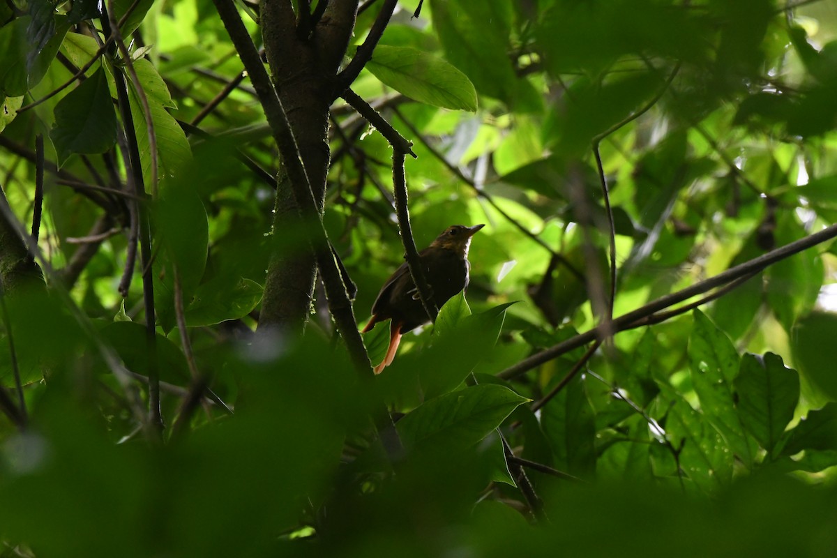 Fawn-throated Foliage-gleaner - ML643469438