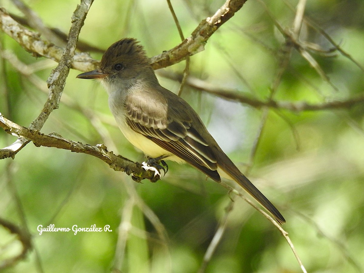 Short-crested Flycatcher - ML643469444