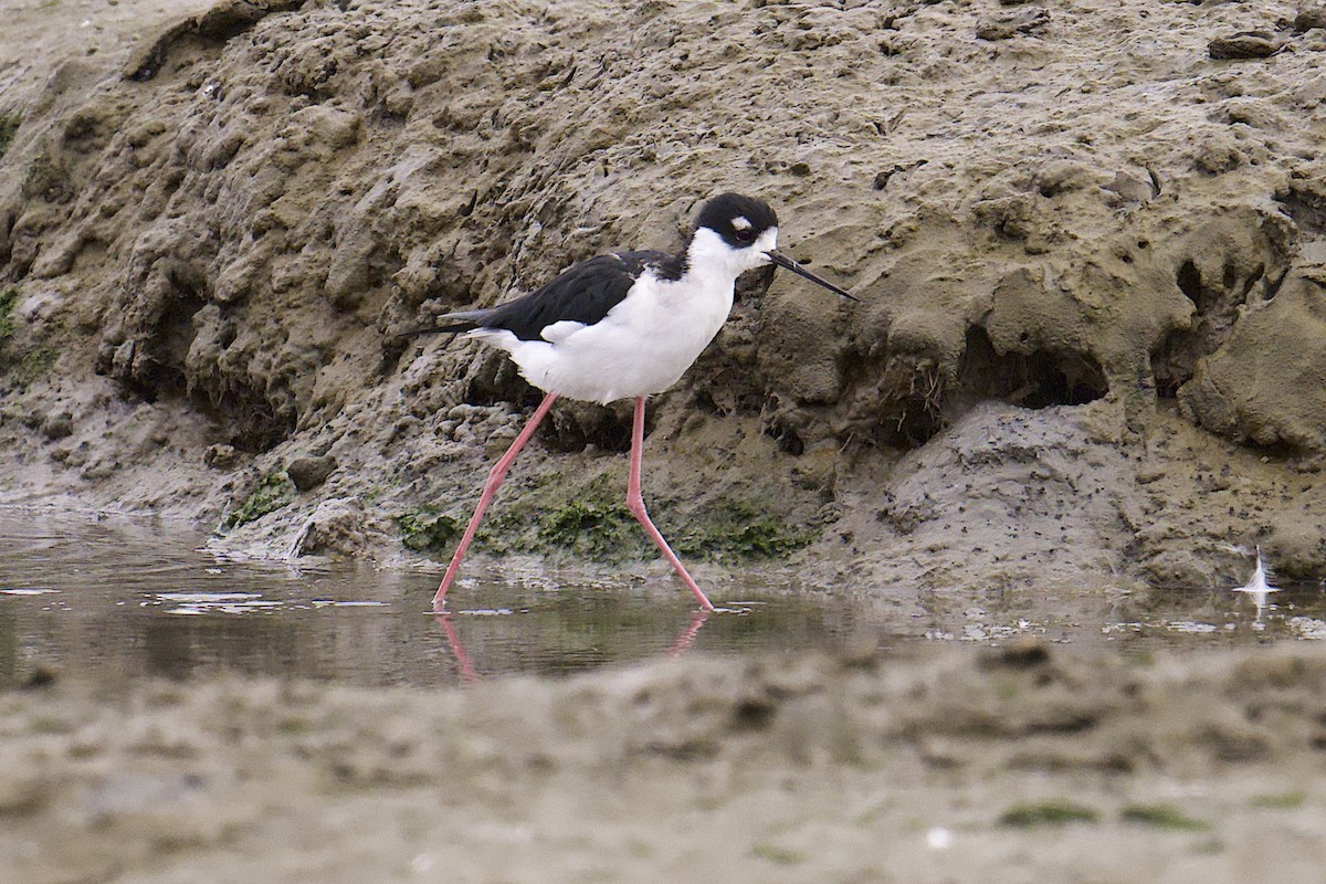 Black-necked Stilt - ML643469466