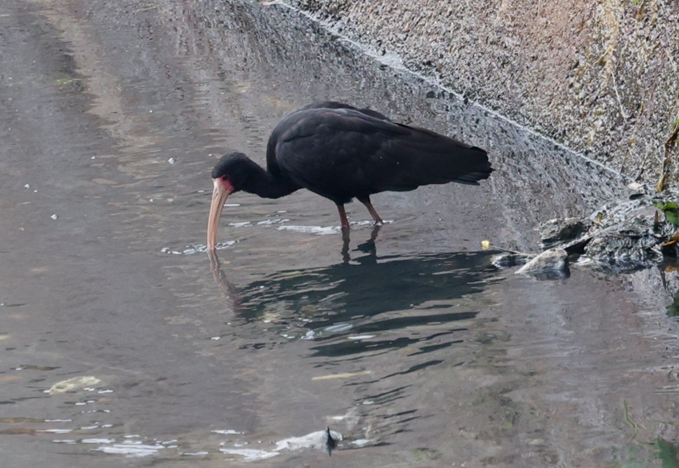 Nacktzügelibis - ML643469467