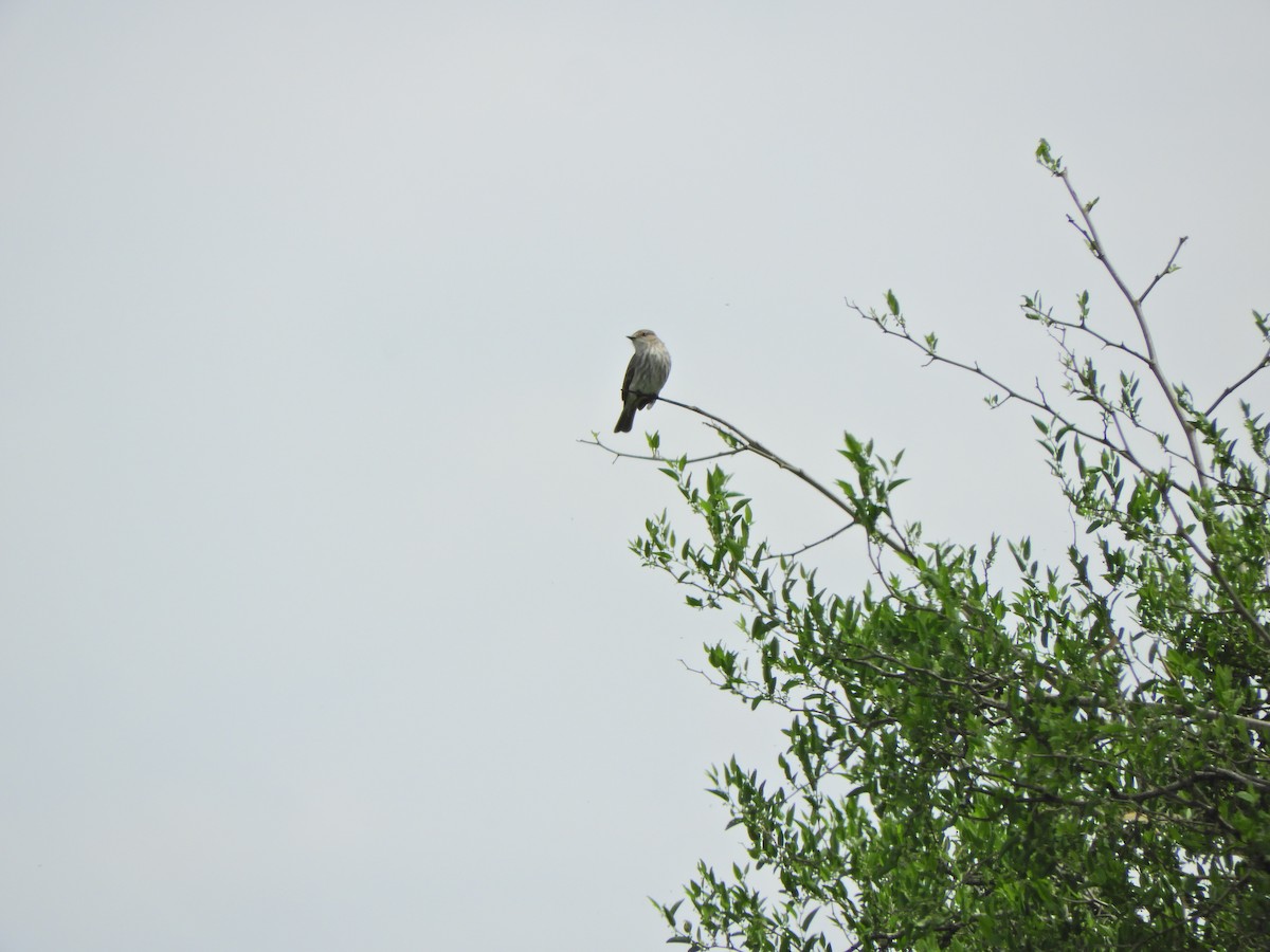 Vermilion Flycatcher - ML643469471