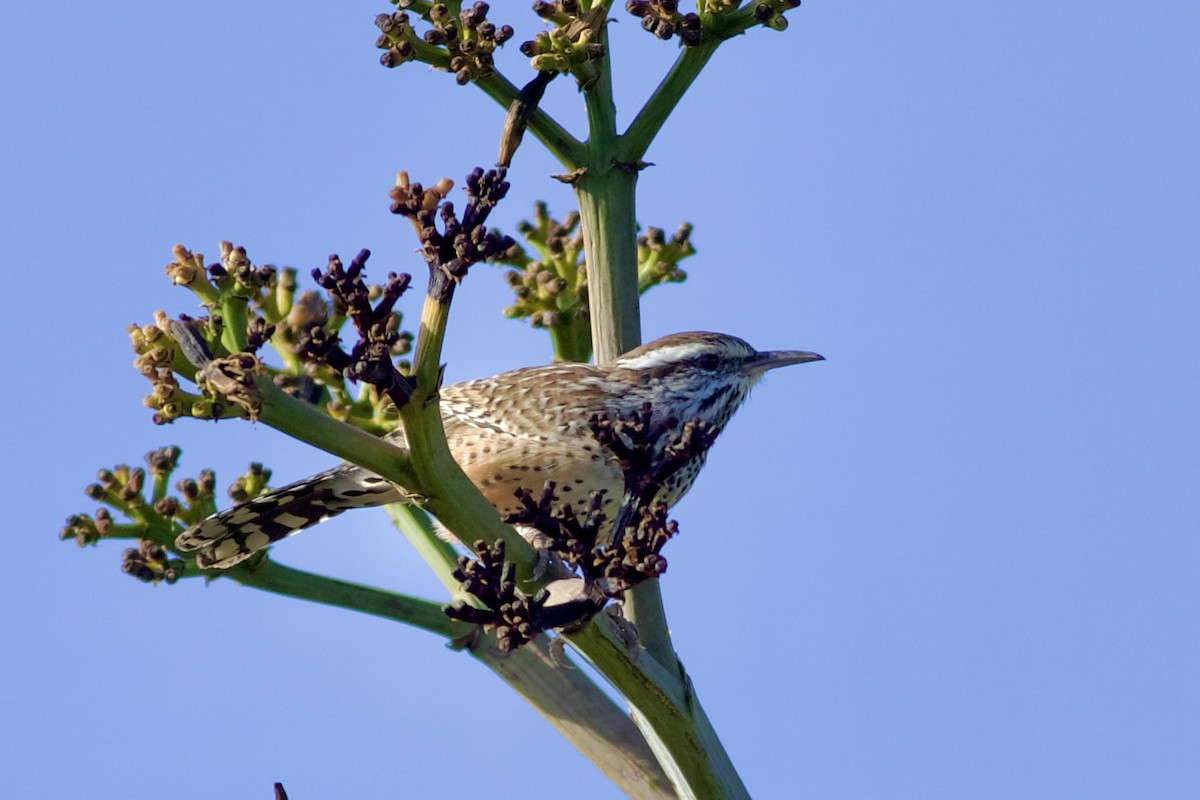 Cactus Wren - ML643469473