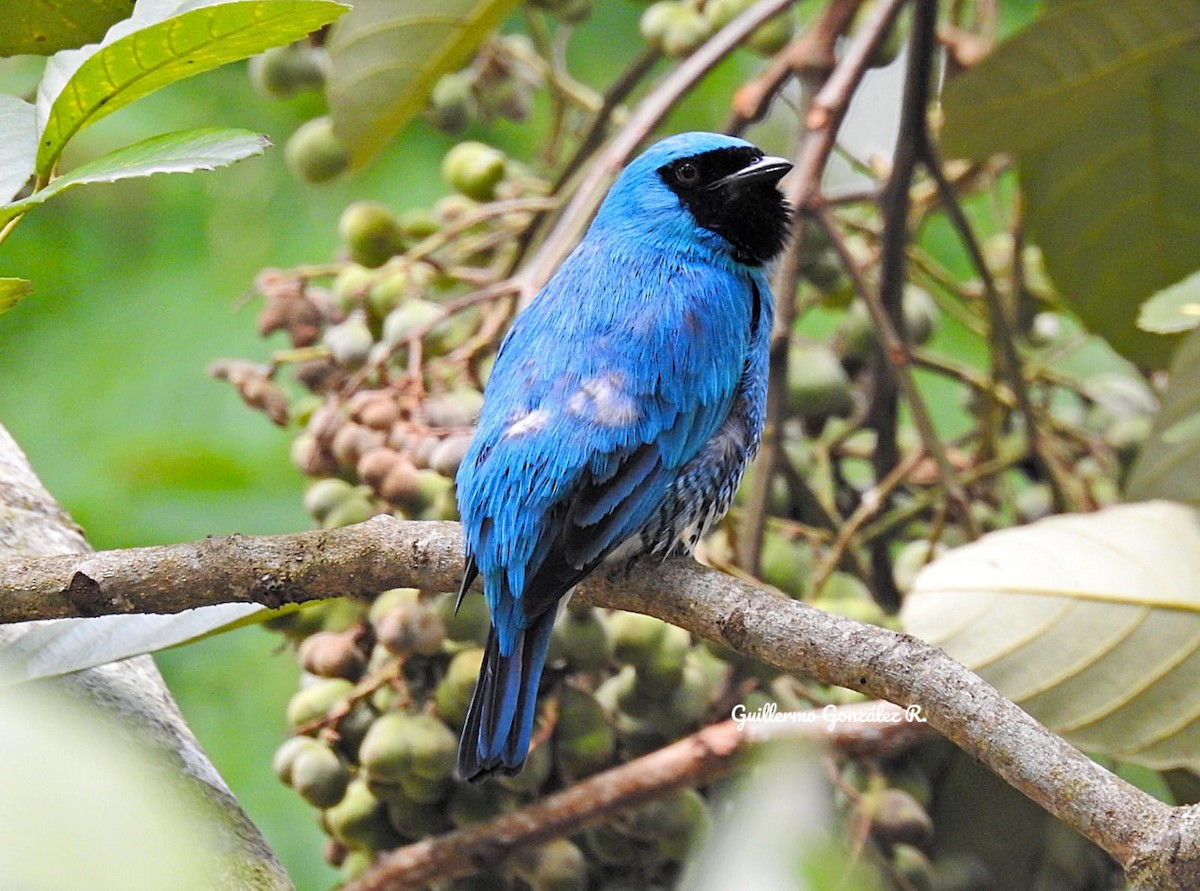 Swallow Tanager - ML643469487