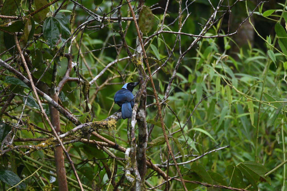 Azure-hooded Jay - ML643469488