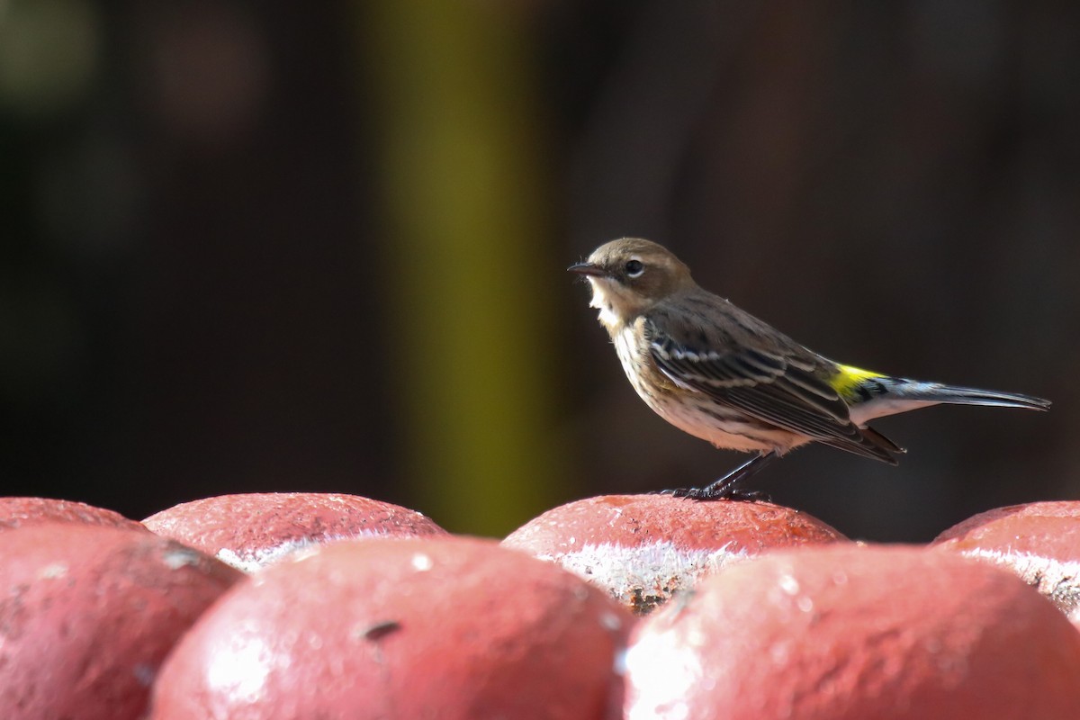 lesňáček žlutoskvrnný (ssp. coronata) - ML643469492