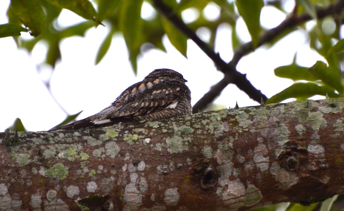 Common Nighthawk - ML643469493
