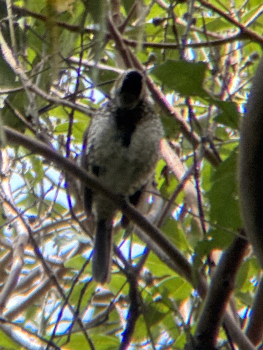 lemčík královský - ML643469494