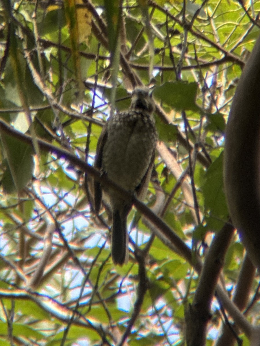 lemčík královský - ML643469495