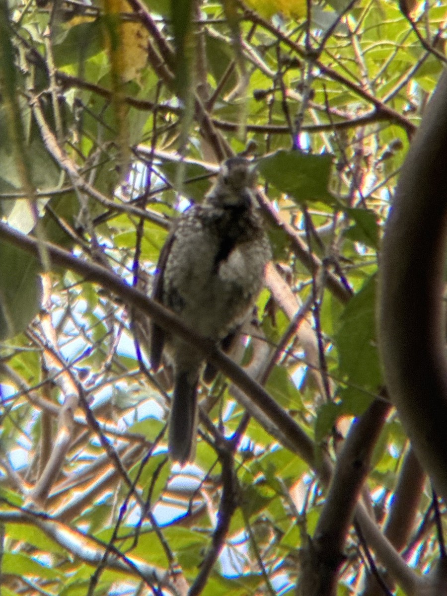 lemčík královský - ML643469496