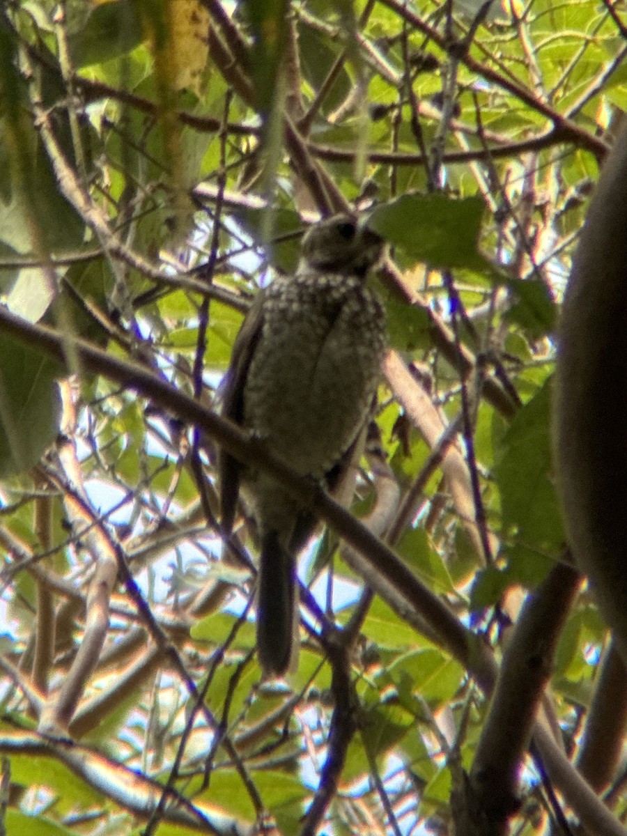 lemčík královský - ML643469497