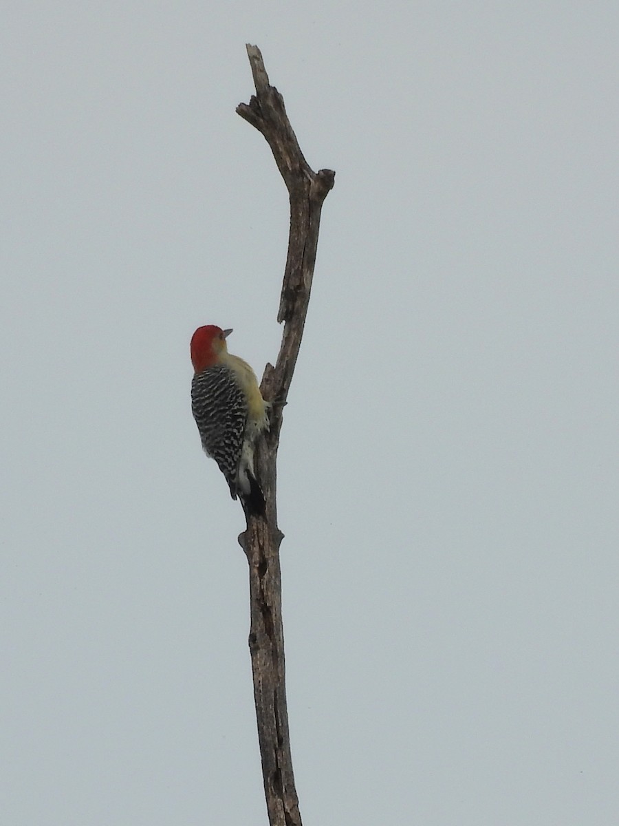 Red-bellied Woodpecker - ML643469500
