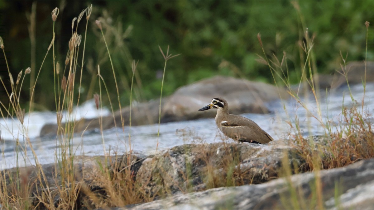 Great Thick-knee - ML643469503