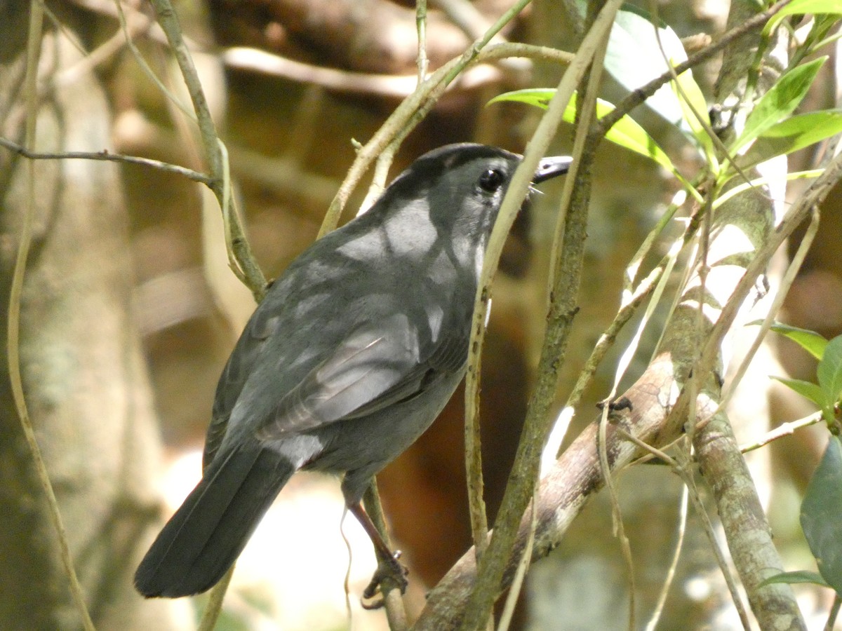 Gray Catbird - ML643469507