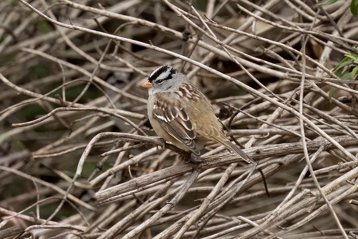 Bruant à couronne blanche - ML643469509