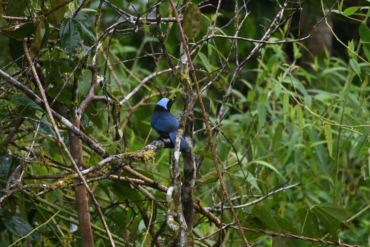 Azure-hooded Jay - ML643469511