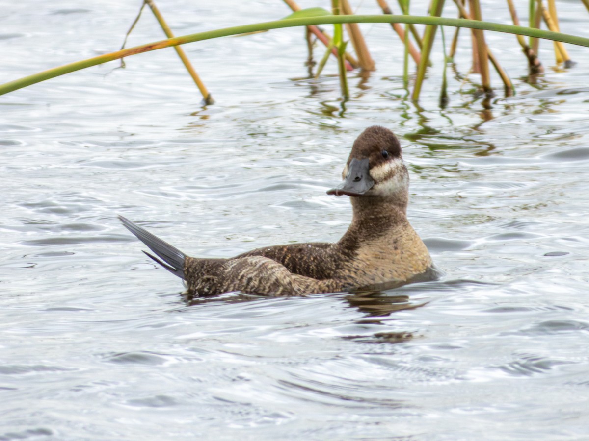 Ruddy Duck - ML643469512