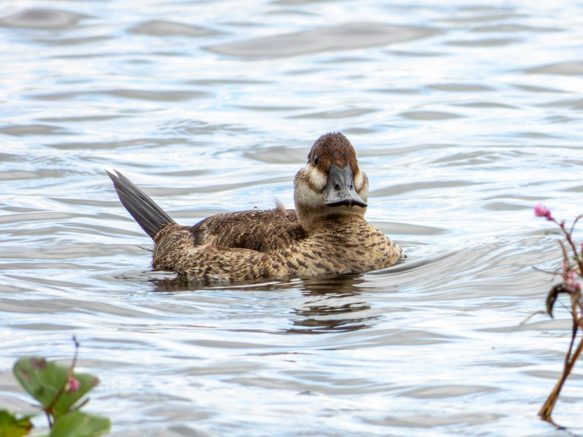 Ruddy Duck - ML643469514
