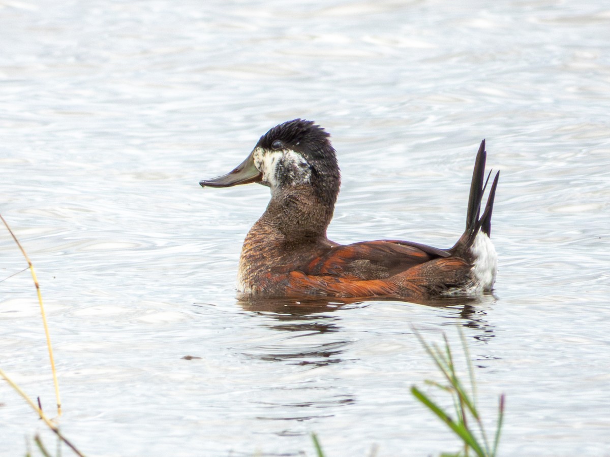 Ruddy Duck - ML643469515
