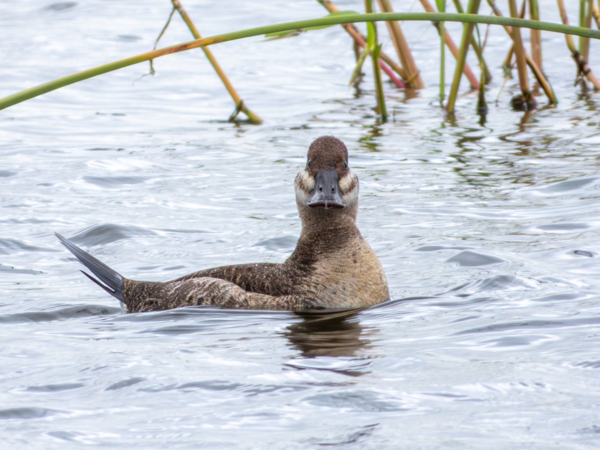 Ruddy Duck - ML643469517