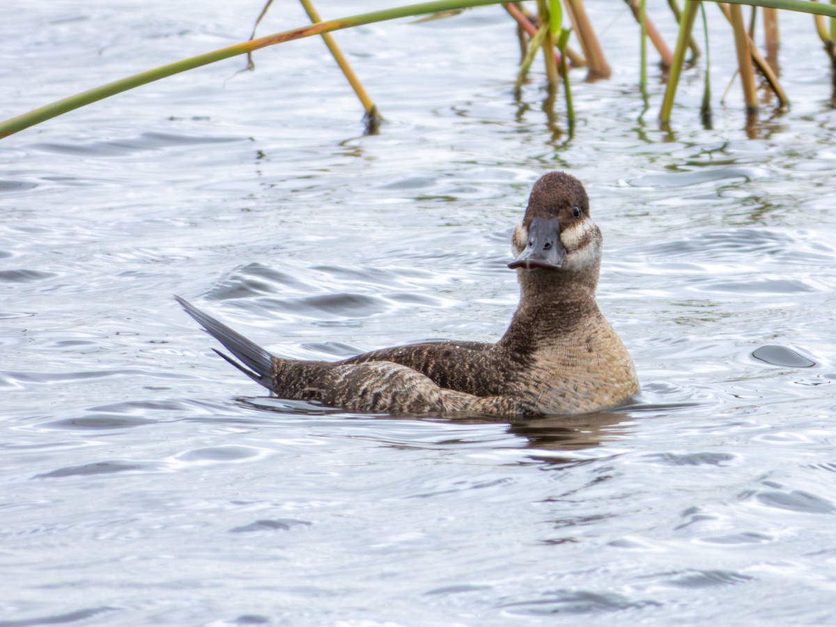 Ruddy Duck - ML643469518