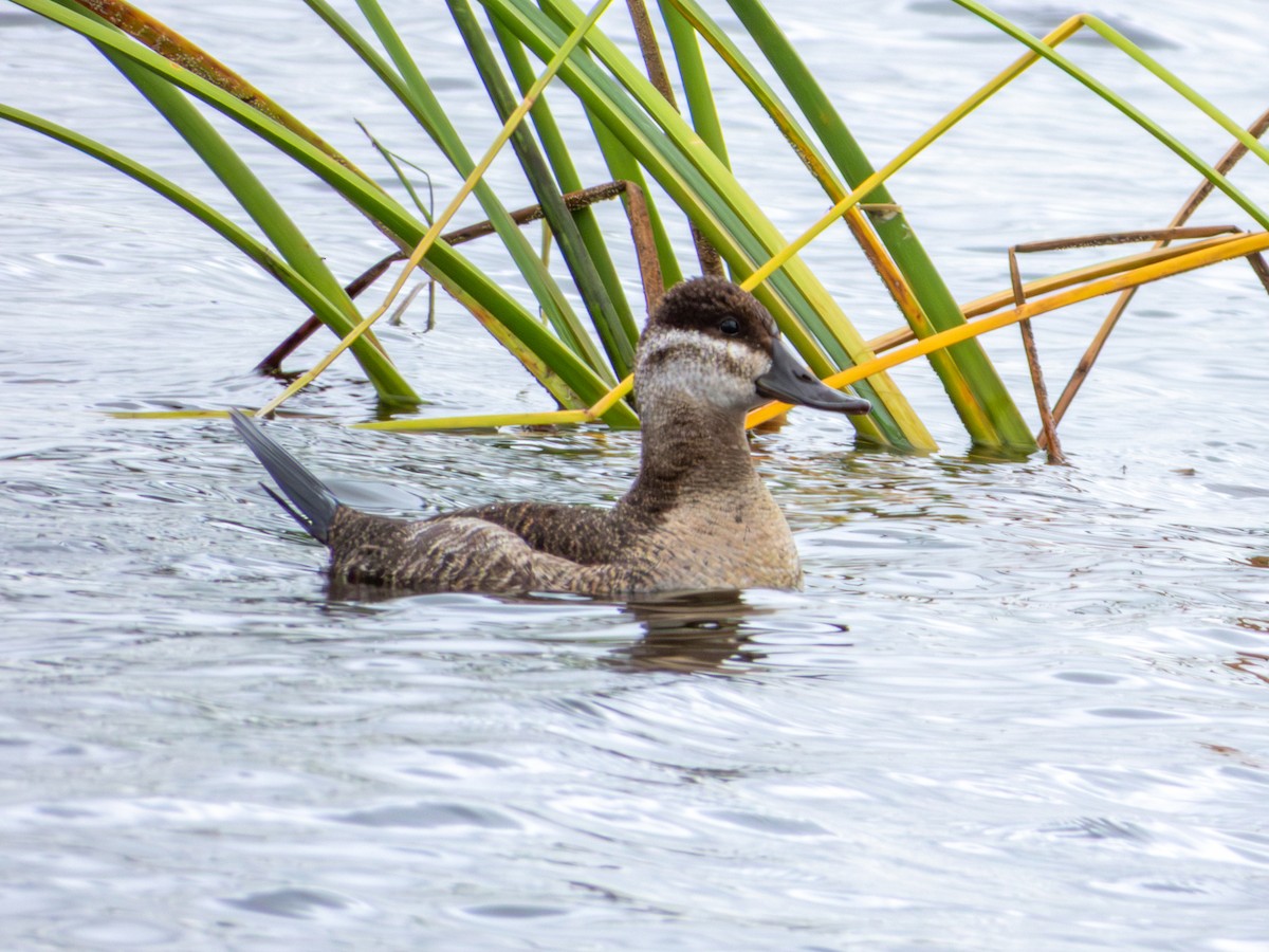 Ruddy Duck - ML643469519