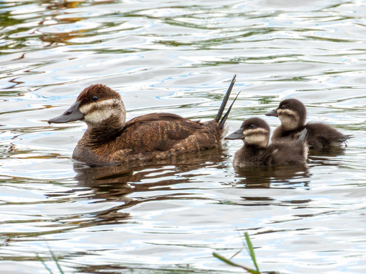 Ruddy Duck - ML643469520