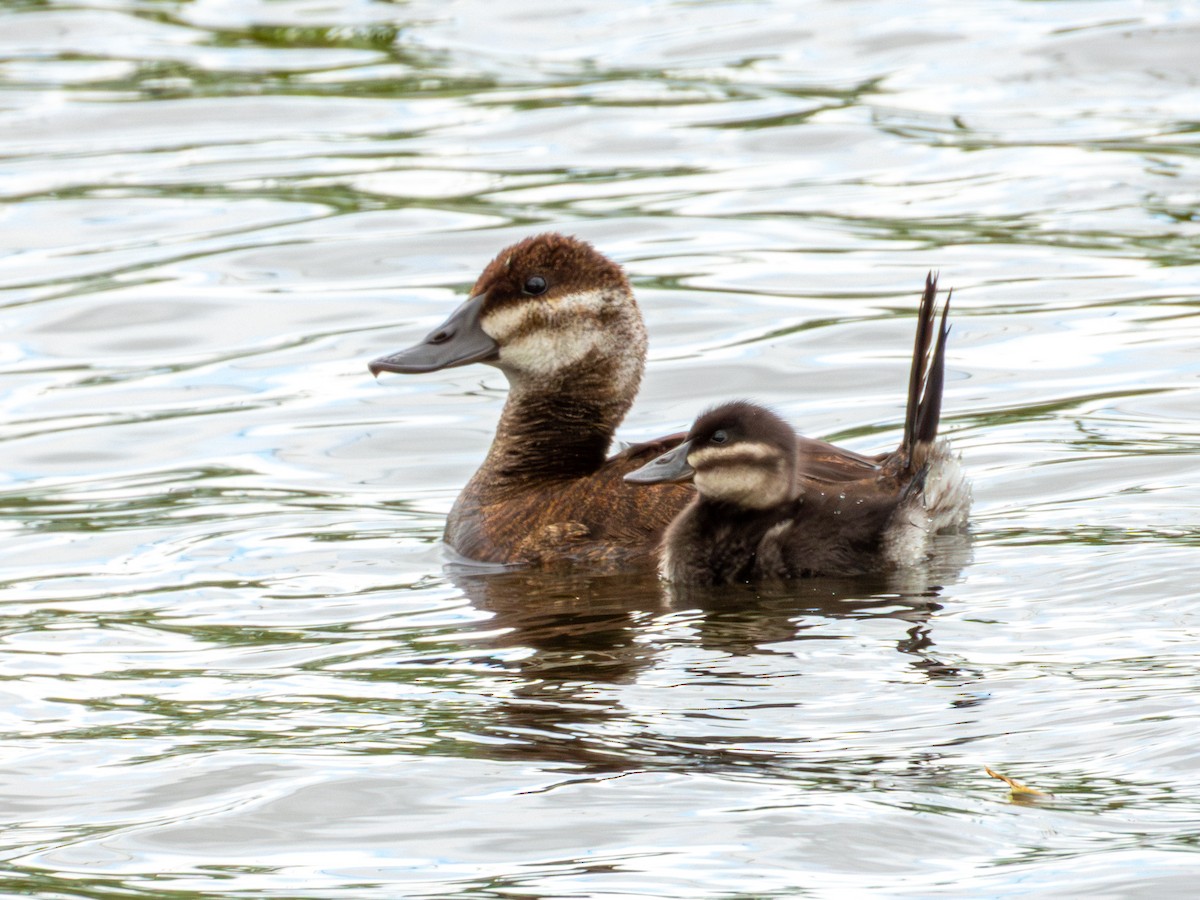 Ruddy Duck - ML643469521