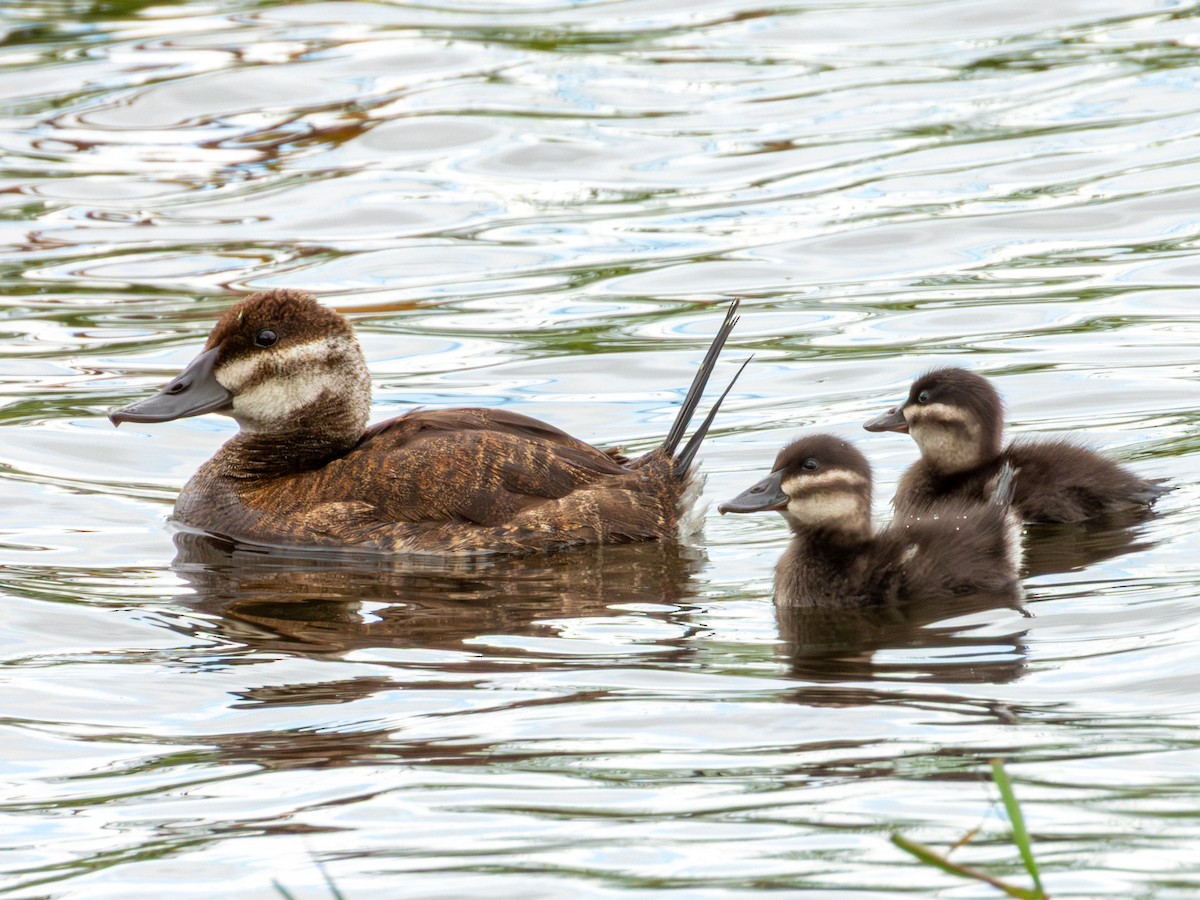 Ruddy Duck - ML643469522
