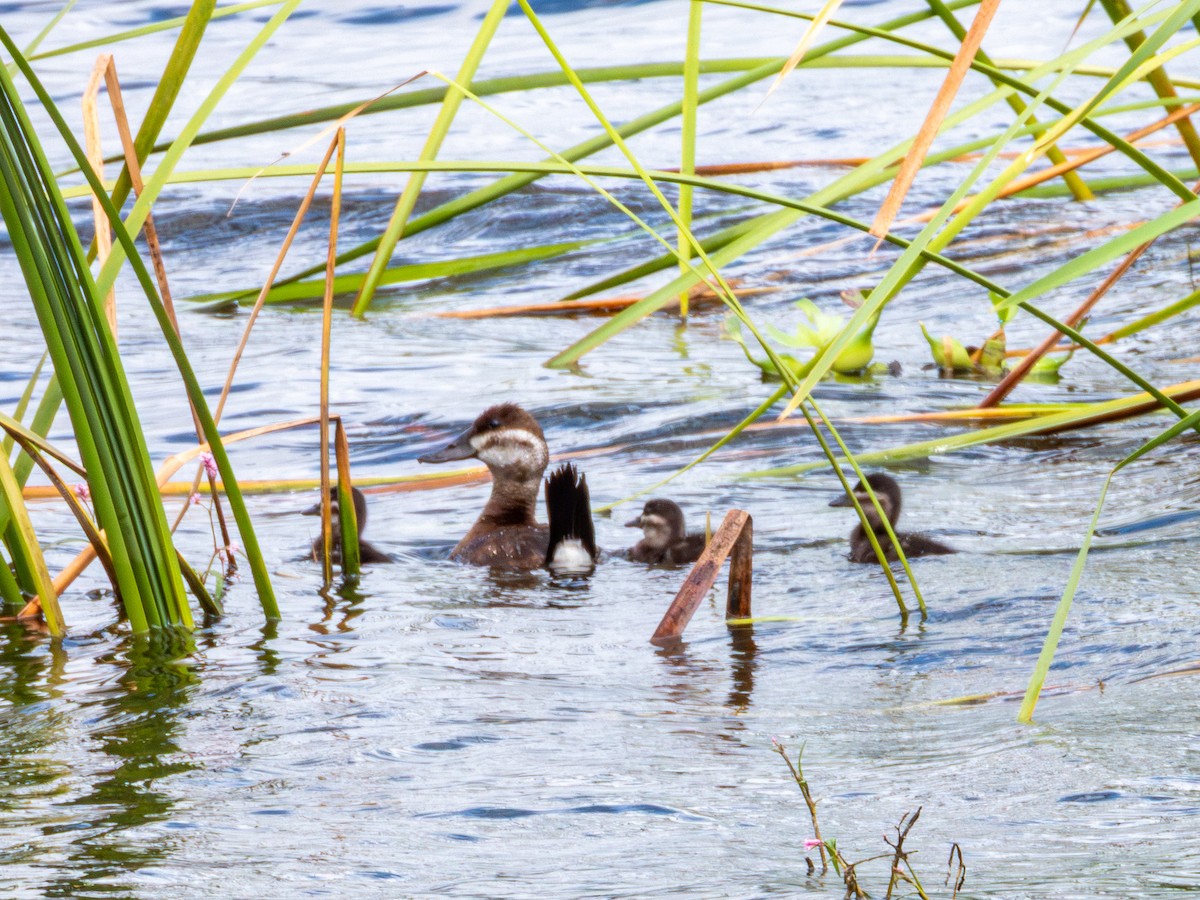 Ruddy Duck - ML643469524