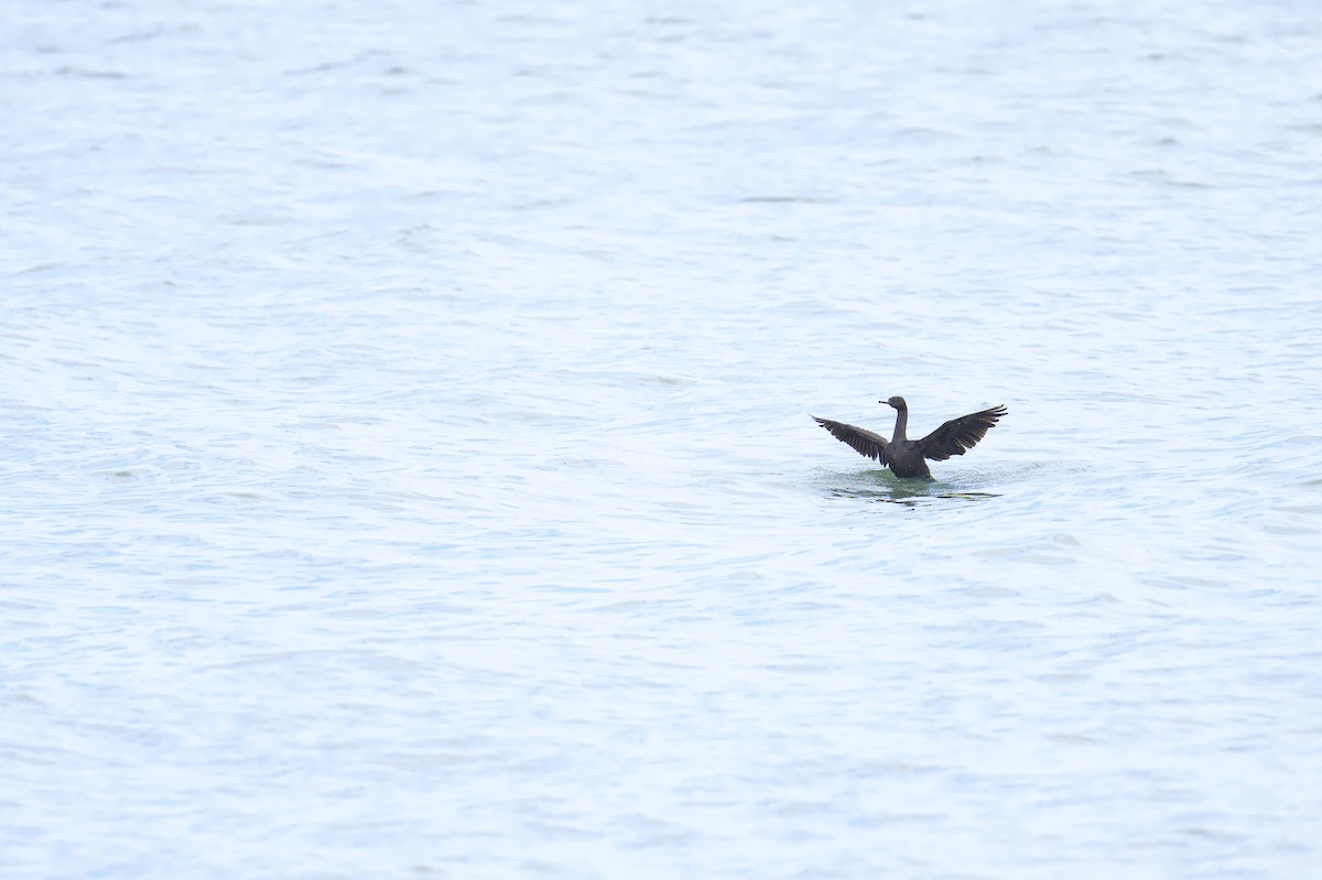 Pelagic Cormorant - ML643469525