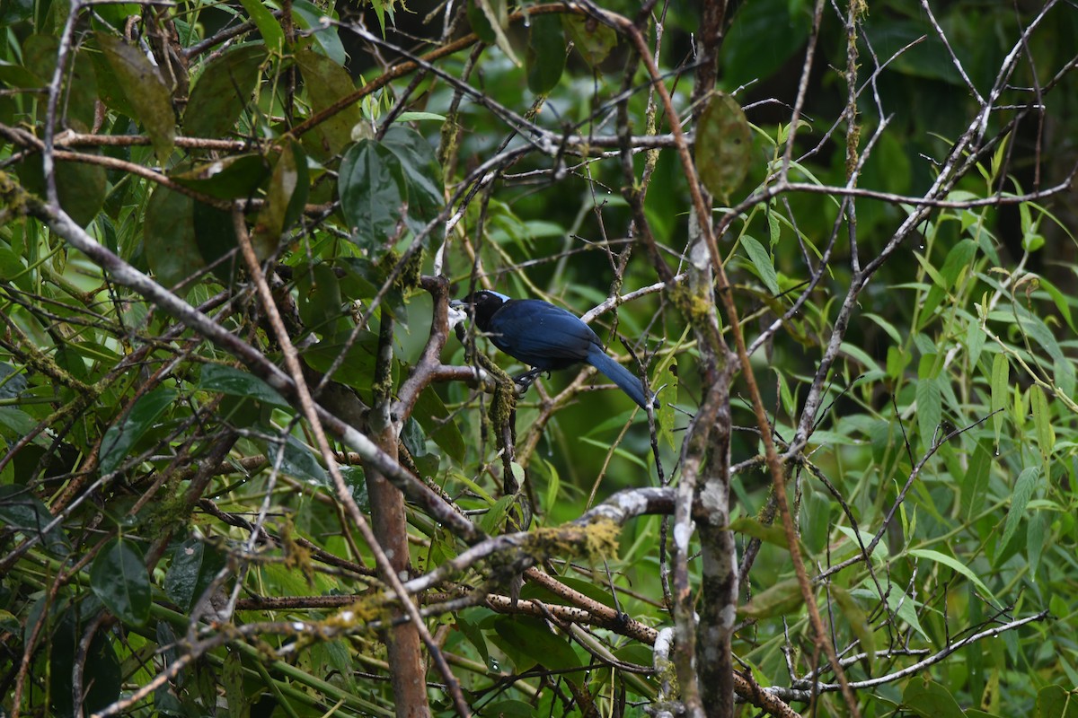 Azure-hooded Jay - ML643469549